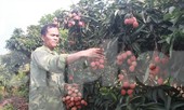 Ba phương án tiêu thụ vải thiều