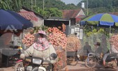 Vải thiều năm nay được mùa, thích hợp để bán hàng trực tuyến