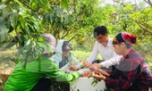Về nơi vải thiều 12.000 đồng/quả