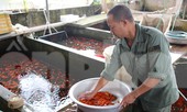 Làng nghề cá chép đỏ tất bật trước ngày ông Công ông Táo