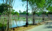 Trồng tre tại danh thắng Tịnh Tâm: Hồ ‘ngự’ biến thành ao làng?