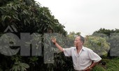 Lên phương án cách ly thương nhân nước ngoài để bán vải thiều