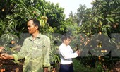 Cho 309 thương nhân Trung Quốc sang Việt Nam mua vải thiều