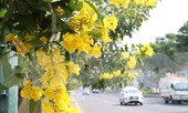 Hoa huỳnh liên nở vàng rực đường phố Sài Gòn ngày giáp Tết