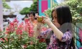 Dân Sài Gòn kéo nhau vào hội hoa xuân chụp hình 'tự sướng' ngày cận tết