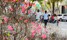 Những gốc đào hàng chục triệu đồng 'đổ bộ' Sài Gòn