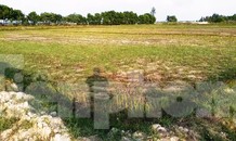 Hạn mặn tấn công hàng chục ha lúa tại TT-Huế