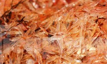 Ngư dân TT-Huế bội thu ruốc biển, thu nhập tiền triệu mỗi ngày