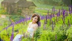 Cánh đồng hoa Nữ hoàng xanh như trời Âu giữa Hà Nội