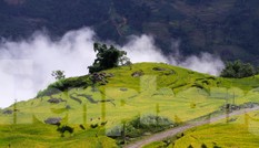 Ngắm cảnh sắc 'thiên đường' ruộng bậc thang hùng vĩ ở Y Tý