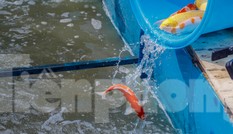 Thả cá Koi Nhật Bản xuống sông Tô Lịch và Hồ Tây