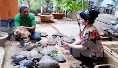 Đến chơi với đàn rùa Voi Vàng được yêu chiều hiếm thấy