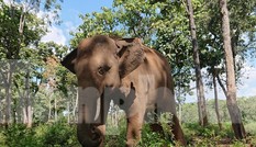 Voi 59 tuổi chết nghi do kiệt sức vì phục vụ khách du lịch