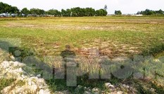 Hạn mặn tấn công hàng chục ha lúa tại TT-Huế