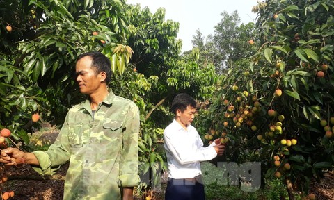 Cho 309 thương nhân Trung Quốc sang Việt Nam mua vải thiều