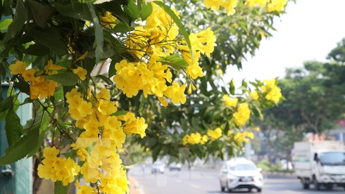 Hoa huỳnh liên nở vàng rực đường phố Sài Gòn ngày giáp Tết