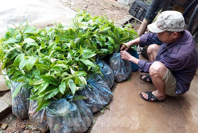 'Đội giá' 1,2 tỷ đồng giống cây phát cho người nghèo, nhiều cán bộ bị kiểm điểm Nhiều hộ dân nghèo thấy giá cây giống quá cao đã từ chối nhận sự hỗ trợ của chính quyền huyện Bình Gia. Ảnh: Duy Chiến