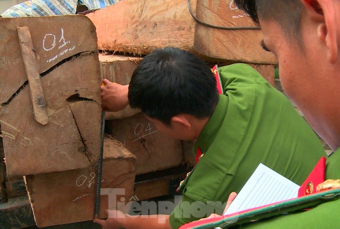 Cảnh sát hình sự dùng quả nổ trấn áp khi bị nhóm lâm tặc lao xe vào Đo đếm khối lượng gỗ lậu bị tạm giữ