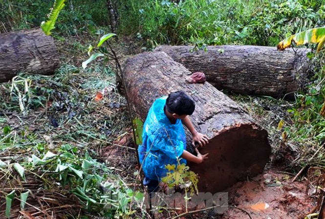 Kon Tum: Lật xe chở gỗ lậu, gỗ đè chết người Hiện trường vụ gỗ đè chết ông A H’Liêng