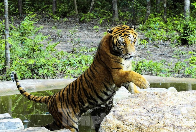 Thực hư cá thể hổ trong vùng hang động núi lửa lớn nhất Đông Nam Á Một cá thể Hổ ở Safari Vinpearl Phú Quốc