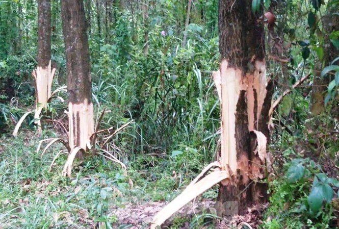 Bí thư Đảng ủy kiêm Chủ tịch UBND xã lén chặt phá rừng của dân? Cây trồng của dân nằm cạnh lô rừng cao su của Bí thư Đảng ủy xã Phong Xuân bị chặt phá, hủy hoại