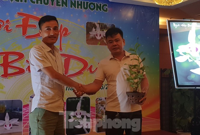 Giò lan “Người đẹp Bình Dương” hàng chục tỷ đồng được bán về Thái Bình Chậu lan chục tỷ đồng được chuyển giao cho chủ mới - Ảnh: Hoàng Long