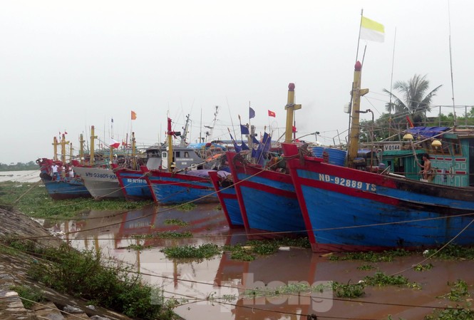 Thái Bình ban hành công điện khẩn, Nam Định cấm biển đối phó bão số 2 Ngư dân tại thị trấn Thịnh Long (Hải Hậu, Nam Định) đã đưa tàu thuyền vào nơi tránh trú an toàn - Ảnh: Hoàng Long