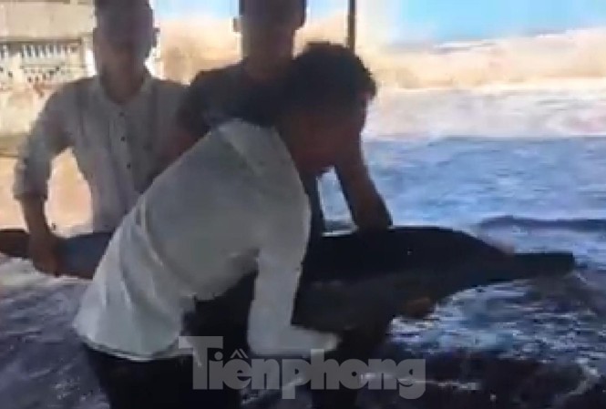 Cá heo bị gây thương tích khi dạt vào bãi biển Quất Lâm Các nhóm thanh niên chuyền tay nhau chú cá heo để vui đùa, chụp ảnh - Ảnh: Hoàng Long