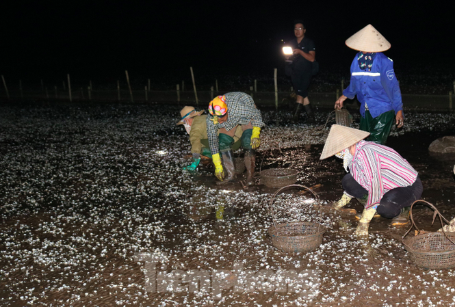 Lộ nguyên nhân khiến gần 600 ha ngao chết trắng ở biển Tiền Hải Ngao chết trắng đầm tại Tiền Hải, Thái Binh - Ảnh: Hoàng Long