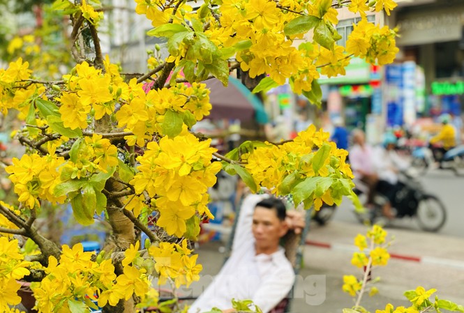 Mai bung nụ nở sớm, nhiều nhà vườn 'méo mặt' sợ ế Mai bung nụ nở sớm, nhiều nhà vườn 'méo mặt' sợ ế