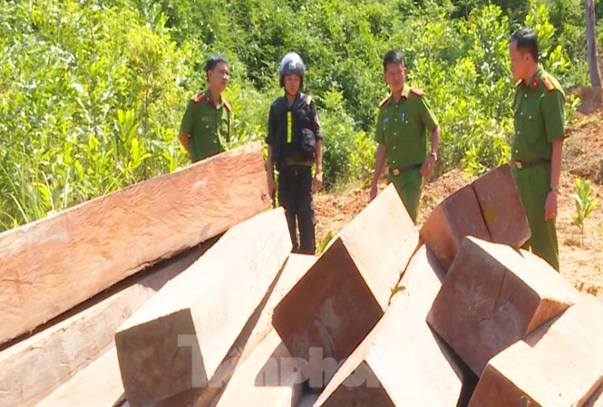 Điều tra vụ phá rừng ở Đắk Lắk, phát hiện nhiều điểm tập kết gỗ lậu Công an tỉnh thu giữ tới hơn 330 m3 gỗ lậu ở huyện Ea Kar