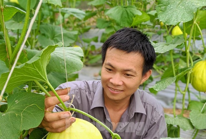 Cử nhân phát triển trang trại rau sạch Anh Nguyễn Thanh Liêm chăm sóc
dưa lưới