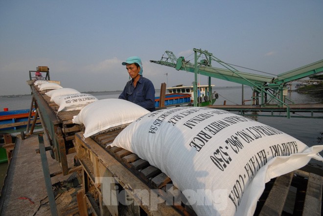 Xuất khẩu gạo: Doanh nghiệp không mừng vì giá cao Giá gạo xuất khẩu của Việt Nam đang ở mức cao nhất trong nhiều năm qua Ảnh: Phương Chăm