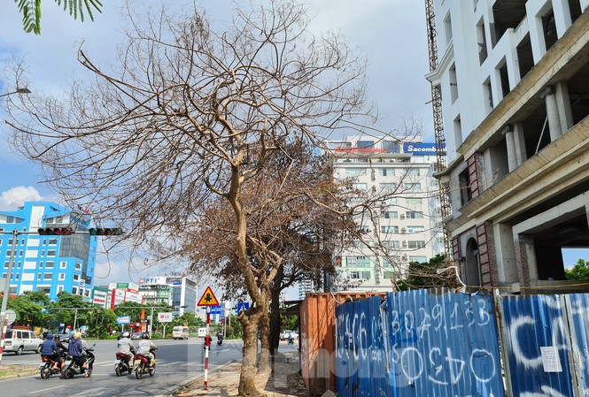 Công an vào cuộc vụ hàng loạt cây xanh bị 'bức tử' ở Hải Phòng Nhiều cây xanh trên phố Lê Hồng Phong (Ngô Quyền, Hải Phòng) chết bất thường.