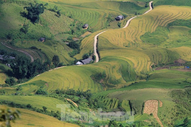 Ruộng bậc thang Mù Cang Chải thành Di tích quốc gia đặc biệt Một phần cánh đồng Cao Phạ nhìn từ đỉnh đèo Khau Phạ mùa lúa chín. Ảnh: Trường Phong