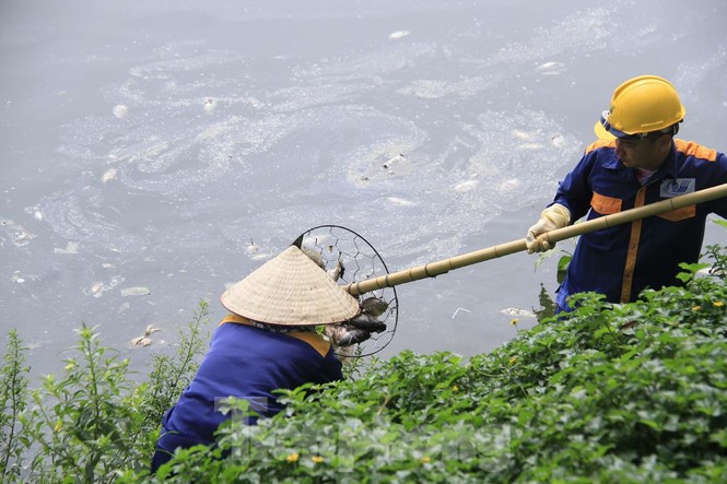 Hà Nội: Vì sao cá chết hàng loạt bốc mùi nồng nặc hồ Yên Sở - ảnh 4