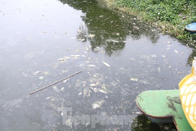 Hà Nội: Vì sao cá chết hàng loạt bốc mùi nồng nặc hồ Yên Sở - ảnh 5