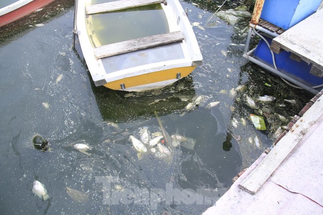Hà Nội: Vì sao cá chết hàng loạt bốc mùi nồng nặc hồ Yên Sở - ảnh 6