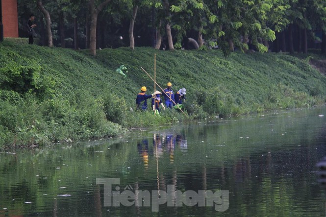 Hà Nội: Vì sao cá chết hàng loạt bốc mùi nồng nặc hồ Yên Sở - ảnh 8