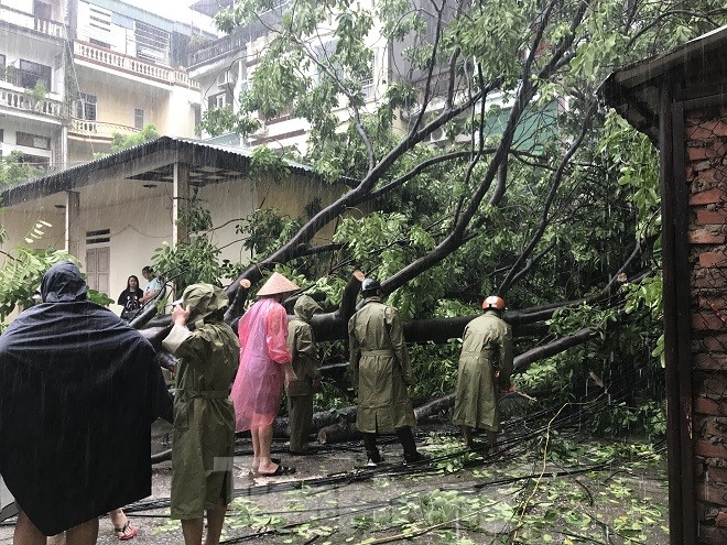 Mưa lớn, xà cừ 'đại thụ' bị quật ngã kéo theo cột điện Hà Nội - ảnh 2