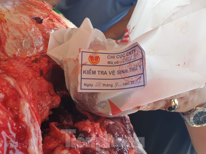 Ngất ngưởng giá thịt trâu chọi Đồ Sơn - ảnh 8