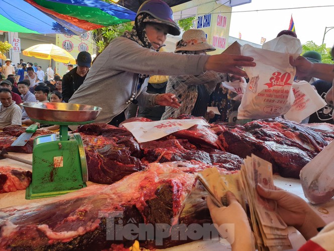 Ngất ngưởng giá thịt trâu chọi Đồ Sơn - ảnh 9