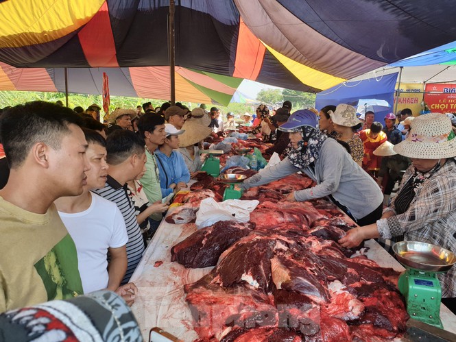 Ngất ngưởng giá thịt trâu chọi Đồ Sơn - ảnh 3