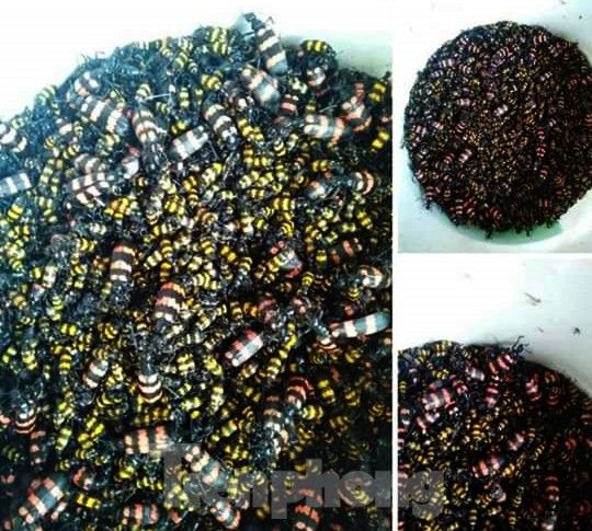Kon Tum: Người dân lại đổ xô bắt bọ 3 sọc bán cho thương lái Trung Quốc - ảnh 1
