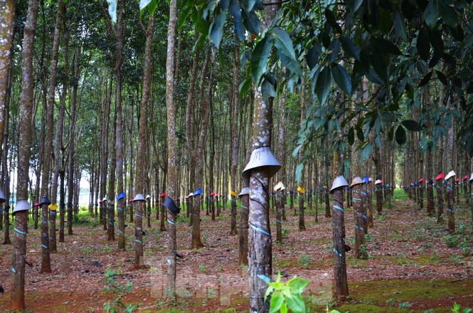Cận cảnh Trung tâm điều dưỡng 68 tỷ hoang vắng giữa rừng cao su - ảnh 3