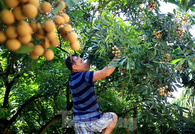 Thăm kinh đô nhãn lồng nức tiếng ngàn xưa - ảnh 1