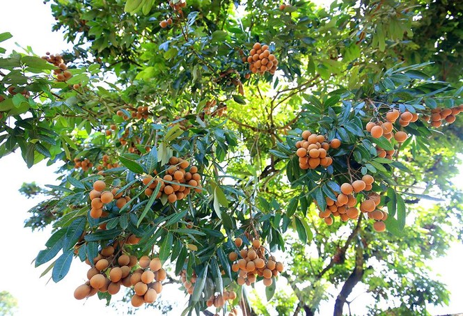 Thăm kinh đô nhãn lồng nức tiếng ngàn xưa - ảnh 3