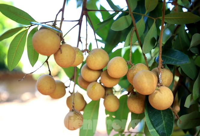 Thăm kinh đô nhãn lồng nức tiếng ngàn xưa - ảnh 4