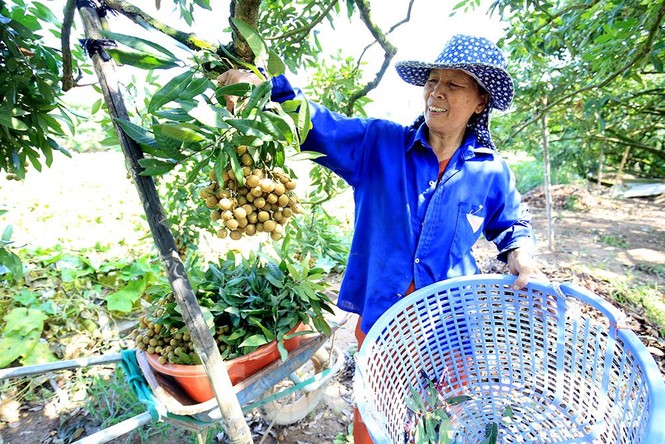 Thăm kinh đô nhãn lồng nức tiếng ngàn xưa - ảnh 6