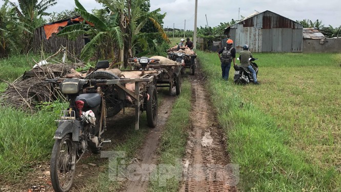 Ớn lạnh hình ảnh lợn chết vì dịch tả vứt la liệt trong rừng tràm ở Sài Gòn - ảnh 6